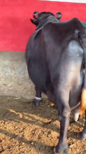 300K views · 10K reactions | Mashallah beautiful Buffalo #reals #buffalo #Youtubedairyfarm | YouTube Dairy Farm | Facebook