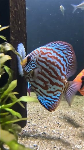 Ultra Realistic Fish POV 🐟 Inside a Discus Fish World (Micro Camera Footage)