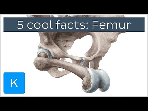 5 cool facts about the femur (thigh bone) - Human Anatomy | Kenhub