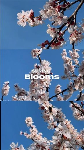 This is what spring actually feels like 🌸 #springblooms #nature #shorts