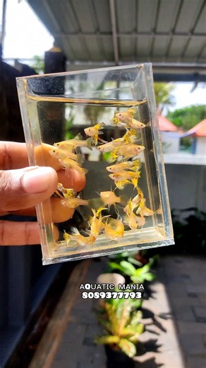 Blond yellow mosaic ribbon 💛 #guppy #guppyfish #guppyfishfarming #guppyvalarthalmalayalam