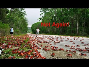 Yearly Mass Crab Migration Of Christmas Island