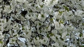 Apraxia Awareness Month Ambassador, Olesja, tells us about the resources and programs offered by Apraxia Kids and how they best support her family's journey while supporting a loved one with apraxia of speech. #ApraxiaAwareness #CAS #apraxia #ApraxiaKids | Apraxia Kids