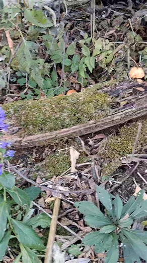 Lobelia siphilitica, Blue Cardinal Flower #naturelovers #backpacker #ecology #biology #botany #plants #conservation #Wisconsin #outdoors #survival #Hiking #camping #outdoorliving #outdoors #backpacking #wisconsinecosytems #natureconservation #wildlifephotography #wisconsinwildlife #freshwaterwetlands #freshwaterplants #lakemargins #habitat #habitatrestoration #wisconsindnr #forthowardnaturepreserve #barkhausenwaterfowlpreserve #lobelia | EJ's Fishing & Nature