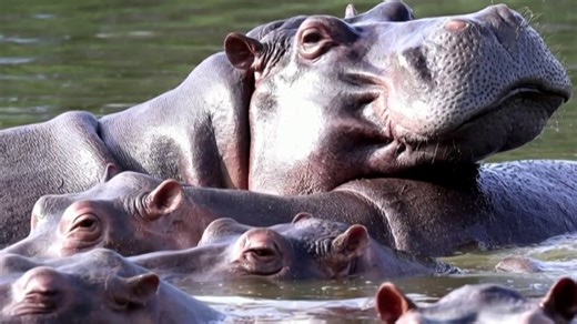 Colombia sterilizing hippos descended from pets of kingpin Pablo Escobar