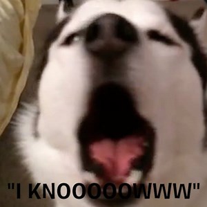 1M views · 9.4K shares | This Husky is NOT having it! via ruv.me/KatoTheHusky _ Find out how to get $25 to spend on BarkShop.com! >>> ruv.me/BPFHV | BARK | Facebook