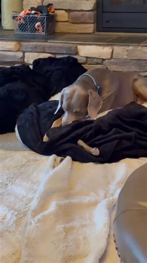 Northern California Weimaraner Rescue on Reels