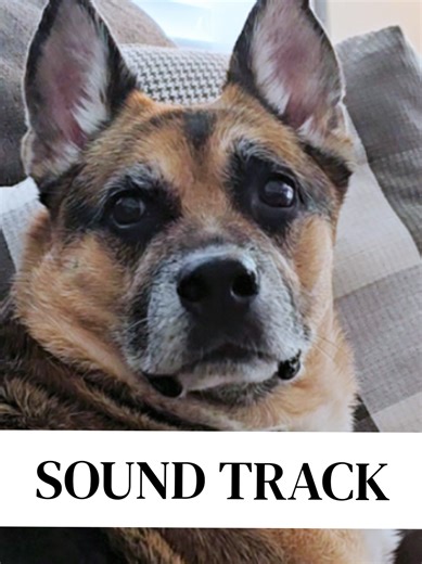 Reacciones de perros al decir 'Hora del Baño'