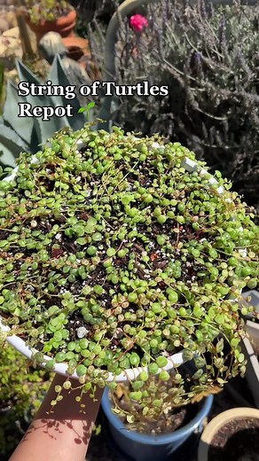 I finally repotted those string of turtle propagations! 👉🏼 @mtplanters #plantstuff #stringofturtles #houseplants #plants #planttok #timelapse #greenthumb