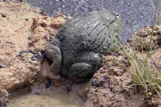 African bullfrog -#documentary #discovery | PPP Hazara Division