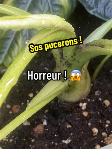 Malgré l’huile de neem et le savon noir bio, rien n’y fait alors on sort l’artillerie lourde ! #fyp #nature #insect #monstera