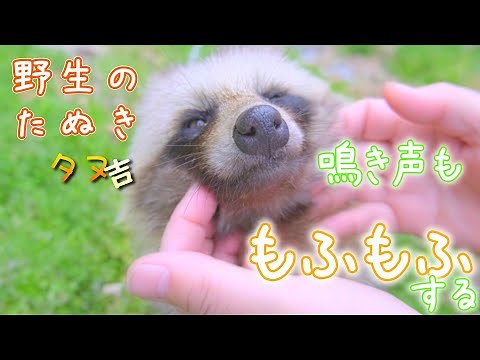 【たぬきエピソード】たぬきちがかわいいのでモフモフする。鳴き声を出すたぬきちが可愛すぎる。