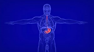 clip-1102581423-human-digestive-system-stomach-anatomy-3d-animation