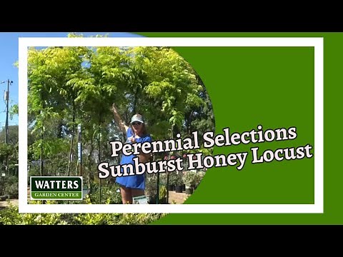 Perennial Selections - Sunburst Honey Locust