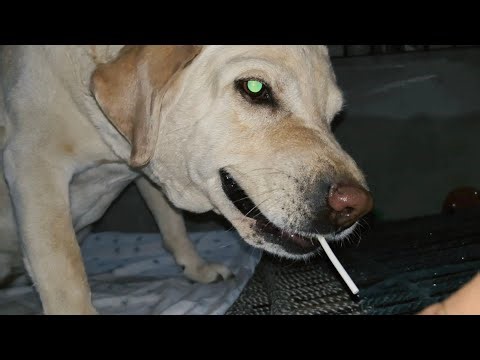 India’s Most Aggressive Labrador Retriever – You Won’t Believe This!