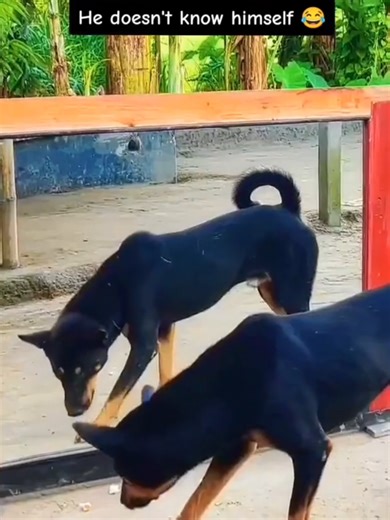 Mirror Just Ruined His Confidence 😂 #prank #dogs #dogvsmirror #chihuahuastiktok