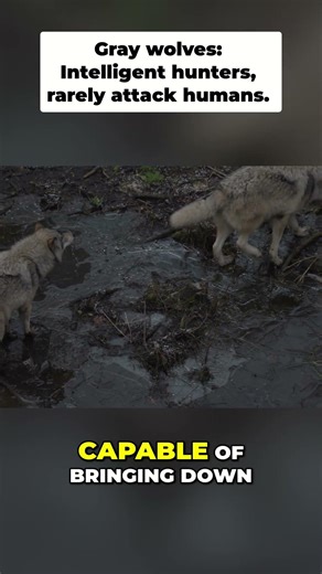 Gray Wolf Facts: Pack Hunters, Rare Attacks, Genius Survival #shorts