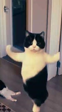 Funny Cats for Kids: Hilarious Kitty Antics to Make You Laugh!#cat#catvideos #shorts