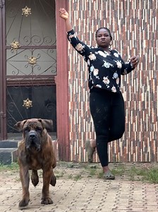 Dancing in the Rain with My Giant Boerboel Puppy