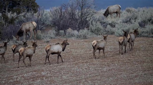 The elk are on the move with a storm coming in a few days. | Wildlife throughhopeseyes.