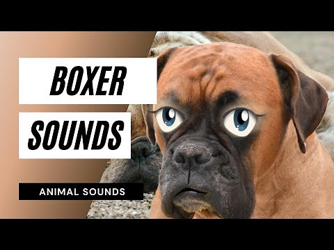 Boxer Sounds mp3 - the animal sounds: boxer barking sounds / sound effect / animation