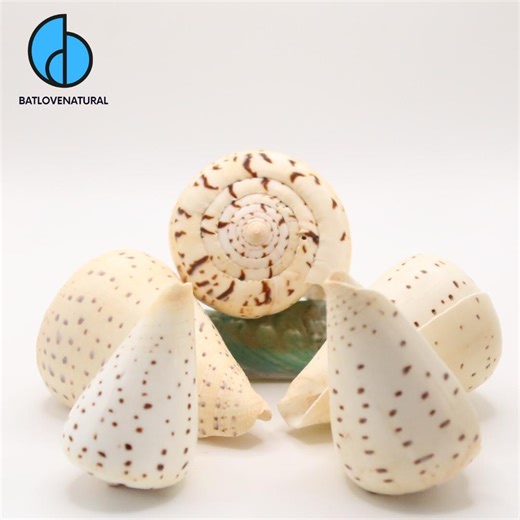 Conus Betulinus Seashells: Natural Beach Decor, Shell Art