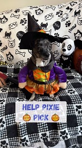 Help Pixie pick! 🎃 NorthStar alumni Pixie is ready to trick or treat tonight but which costume should she wear?! Tell us your favorite! Happy Halloween! 👻 | NorthStar Pet Rescue