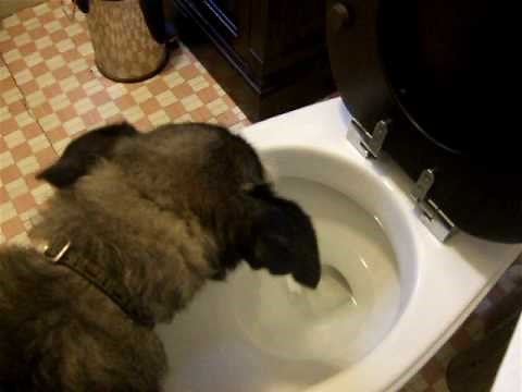 Moose Puking In Toilet