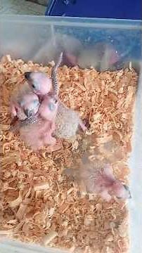 Baby Sun Conure chirping loud #birds #birdlover #chirpingsounds