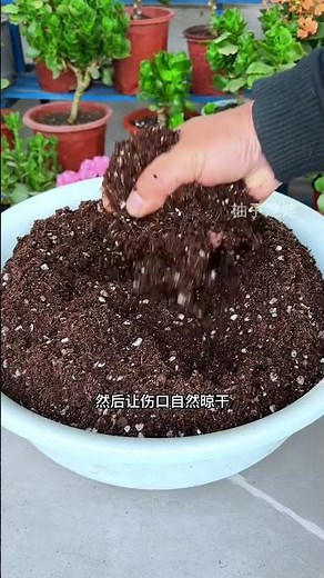 Top Tips for Kalanchoe Propagation: Cuttings to the Rescue