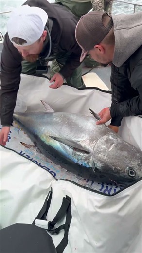 Wide Open Bluefin Bite on Nomad Madmacs! #fishing