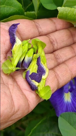Butterfly Pea Flower: The Magical Blue Tea with Amazing Benefits!