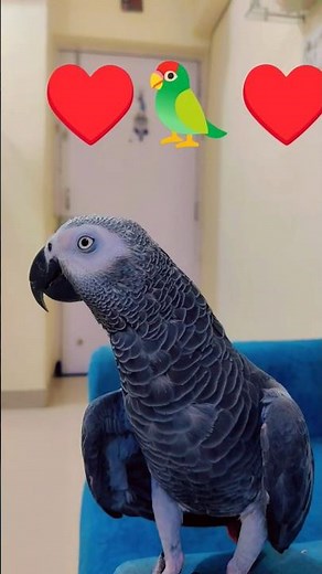 “Cute African Grey Parrot Talking Like a Human! 🗣️🦜”