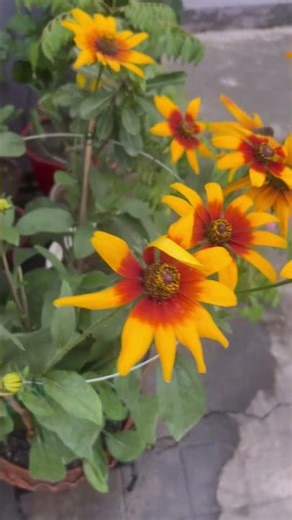 Cone flowers 🌺 in full bloom#naturesoundslive