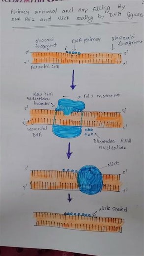 DNA replication 🧬🧬🔬 Csir net life science #### bacterial replication 🦠🦠