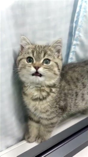 Bao Bao's Puff Pack Adventure: The Latest Feline Craze Unveiled