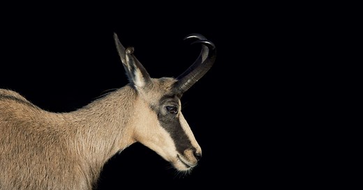 Steckbrief Gämse | Deutsche Wildtier Stiftung