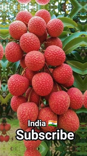 Lychee Plant Care at Home 🏡 #fruitplant #plants #tahiriplant125
