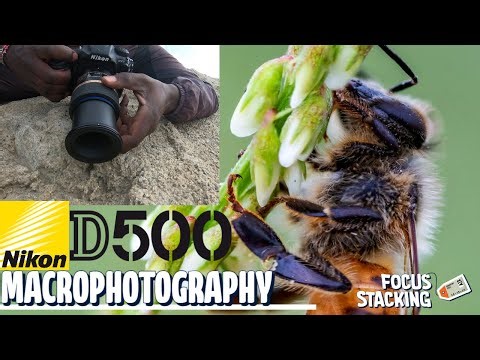 Nikon D500 Macrophotography by the LA River | Focus Stacking