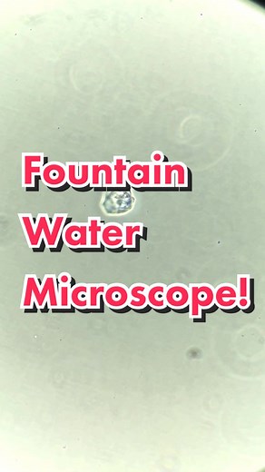 Exploring Fountain Water Under the Microscope