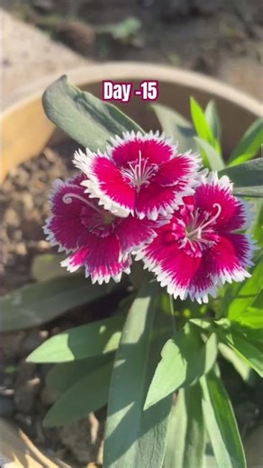 Pruning Results of Dianthus ✂️🌼 #shorts #youtubeshorts #gardeningtips #viralshorts #ytshorts #viral