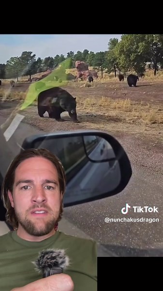 Grizzly Bears Departing Yellowstone National Park