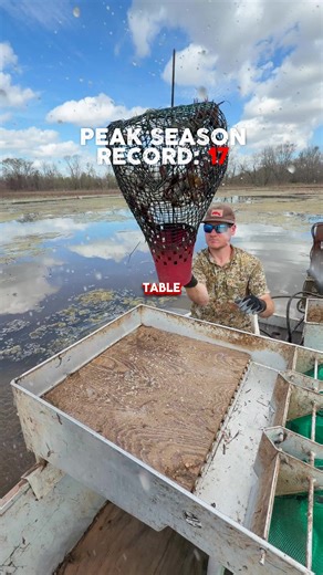 It took us 17 traps during peak season last year to fill up the table, just to put things into perspective. 🦞 Early season is a whole different game. The water is colder, and crawfish are cold-blooded, so they just do not move the same. They’ll still eat, but they move slower, they don’t travel as far to bait, and the catch stays lighter until those water temps start climbing. 🦞 The other big piece is growth and molting. When the water warms up, crawfish grow faster and molt more often, which 