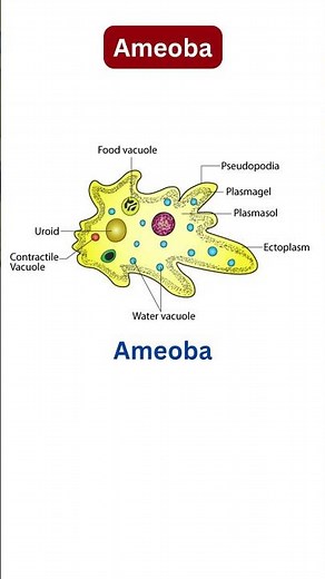 Ameoba | What is an amoeba? #gk