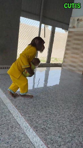 Monkeys Enjoy the Cool Breeze from the Fan on a Hot Day . . #monkey #monkeys #monkeydluffy #monkeybusiness #monkeyforest #monkeybars #monkeynapkin #monkey47 #monkeylove #monkeytemple #monkeyingaround #monkeyisland #MonkeyKing #Monkeybeach #monkeyyear #monkeyhaircut #monkeybread #monkeyshoulder #monkeyseemonkeydo #monkeybar #monkeymind #monkeypose #MonkeyFace #monkeyman #monkeytime #monkeyfist #monkeygirl #monkeyforestubud #monkeysofinstagram #monkeypod #monkeybibi #monkeykaka #monkey2026 | Monke