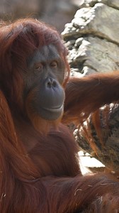 24K views · 381 reactions | The Species Survival Plan is just another step forward to securing a future for our planet and the animals who call it home.  ♻️ 獵 | Busch Gardens Tampa Bay | Facebook