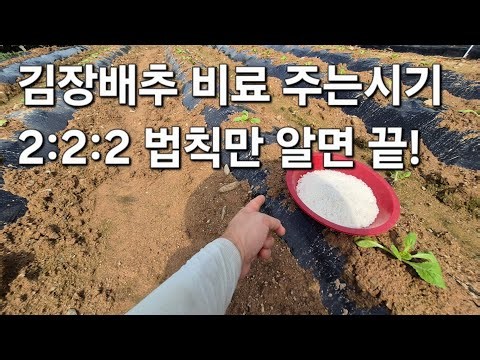 김장배추 웃거름 주는시기. 2:2:2 법칙만 알면 초보자도 100% 성공.