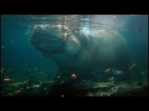 Hippo Holding Breath Under Water (Hippopotamus amphibius)