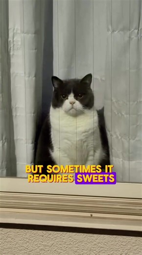 The Japanese have developed the best video surveillance system — it works around the clock without electricity or Internet, but sometimes it requires sweets. #cat #japanese