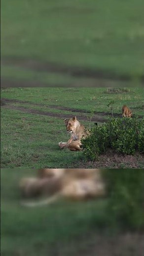 Lion cub trying to hug mama